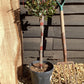 Photinia Little Red Robin | Christmas berry 'Little Red Robin' - 1/4 Std Clear Stem - 100-110cm, 9lt