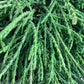Chamaecyparis pisifera 'Filifera Nana' Sawara Cypress - 2lt