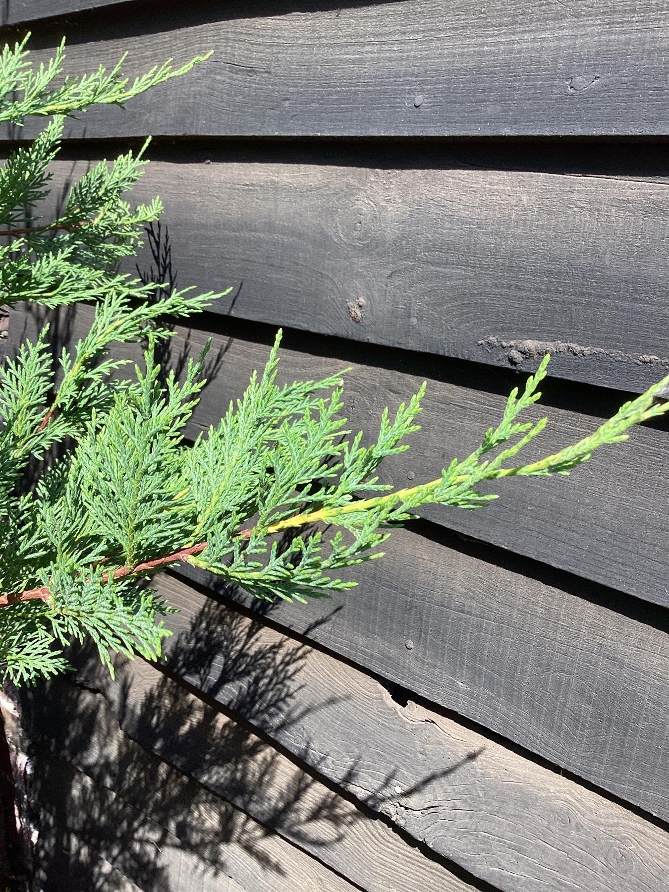 Cuprocyparis leylandii | Leyland Cypress