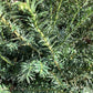 Taxus baccata - 200-220cm - 50lt