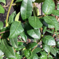 Trachelospermum jasminoides - Frame - 220-230cm, 70lt