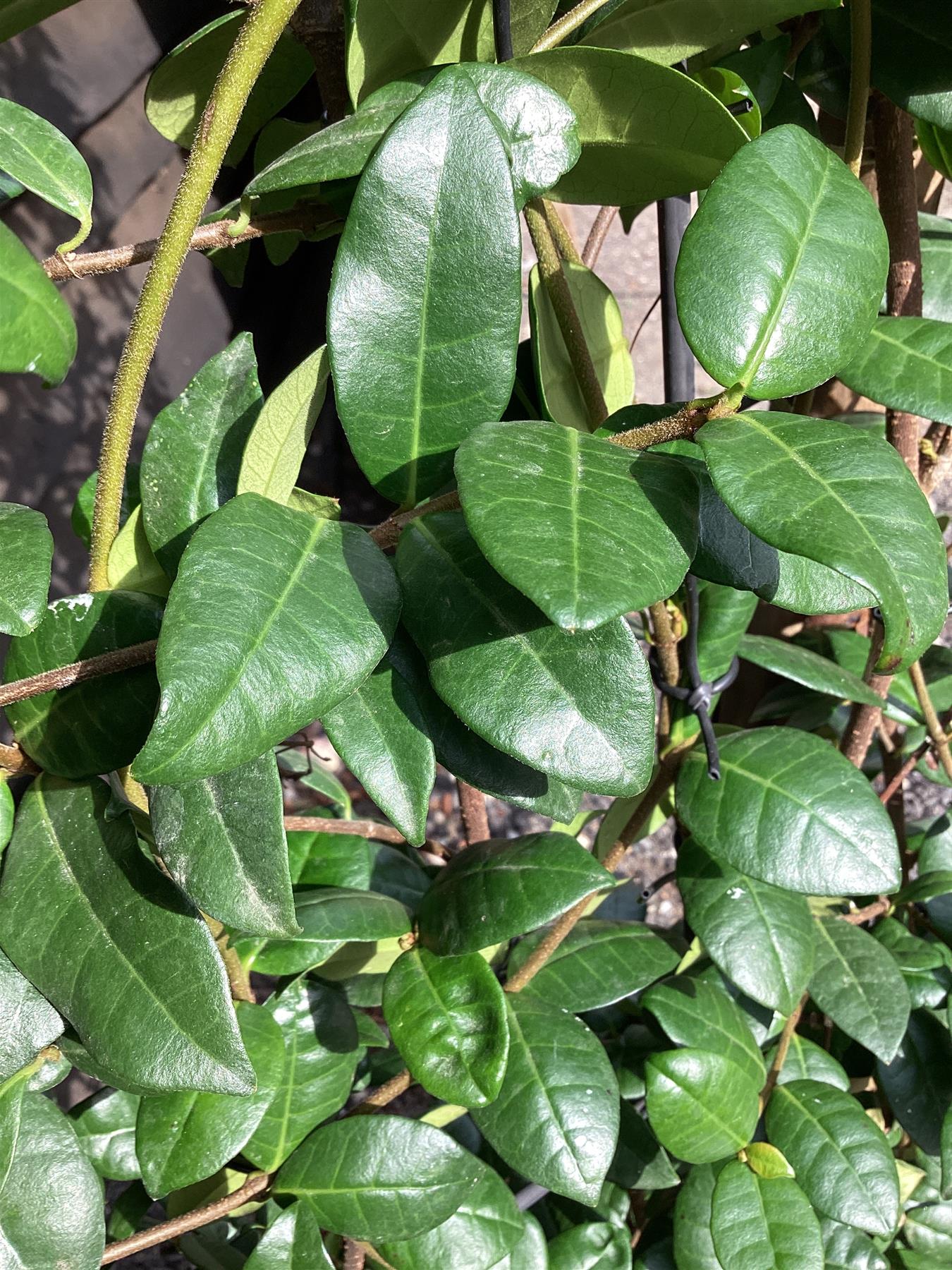 Trachelospermum jasminoides - Frame - 220-230cm, 70lt