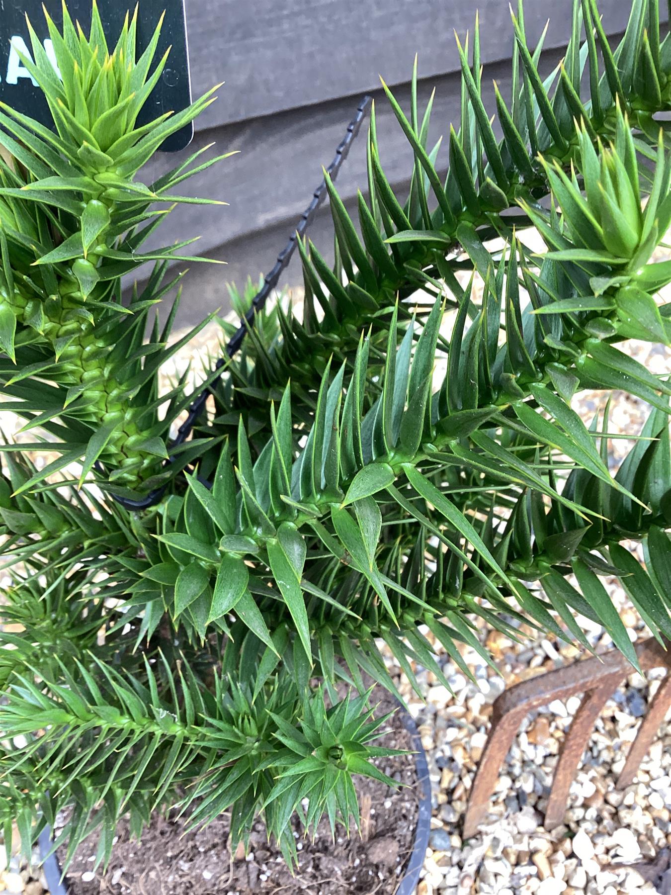 Araucaria araucana | Monkey Puzzle - 40-60cm - 5lt