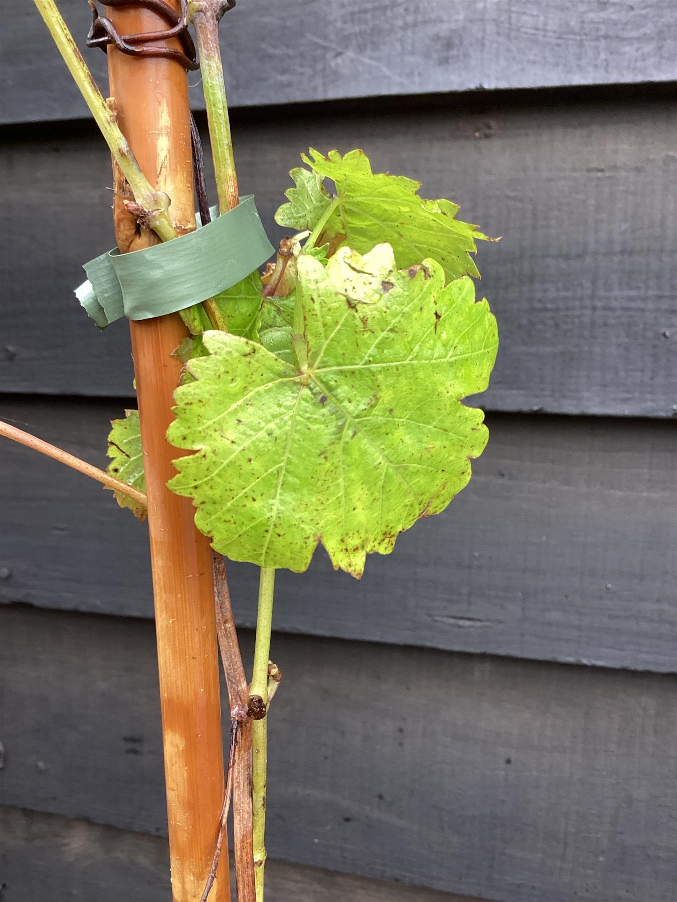 Vitis Vinifera Gnarled Grape Vine - Cane - 190-200cm, 5lt