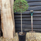 Ligustrum jonandrum | Delavay Privet Tree 1/2 std - 120-130cm, 15lt