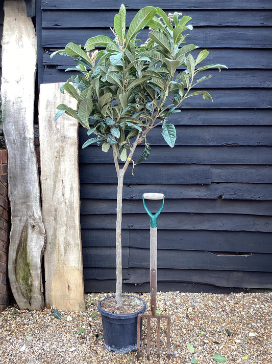 Eriobotrya japonica Tree | Loquat - Clear Stem - Half Standard - Height 160-180cm - 15-18lt