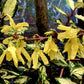 Forsythia x intermedia 'Lynwood Variety' - 100/120cm, 20lt