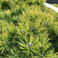 Pinus mugo 'Ophir' | dwarf mountain pine 'Ophir' - Height 130cm Width 100-120cm - 130lt