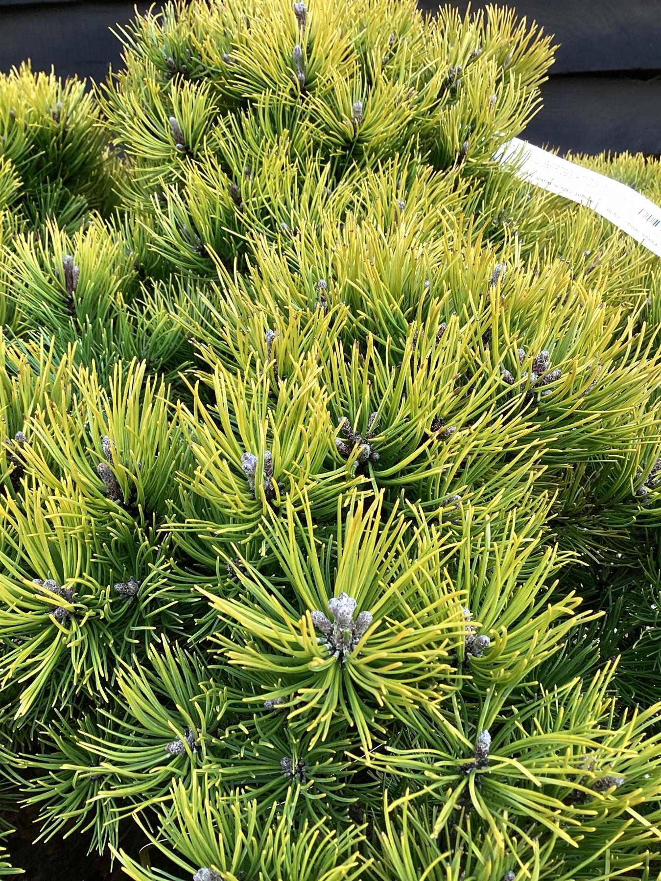 Pinus mugo 'Ophir' | dwarf mountain pine 'Ophir' - Height 130cm Width 100-120cm - 130lt