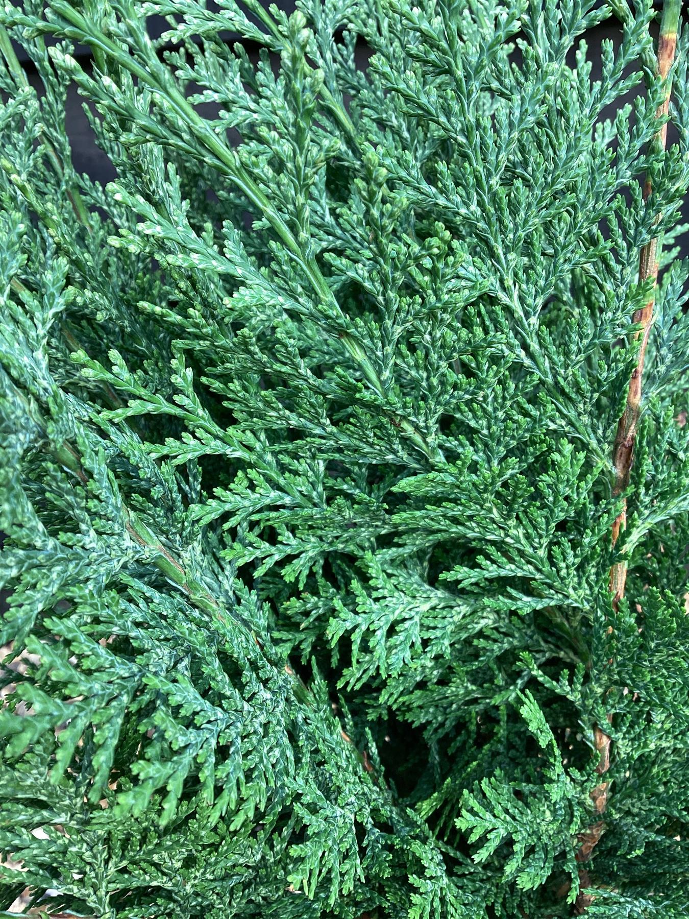 Chamaecyparis pisifera 'Boulevard' | Blue Moss Cypress - 2lt