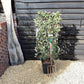 Photinia Pink Marble ('Cassini') | Christmas Berry Pink Marble - Half Frame - 140-150cm, 20lt