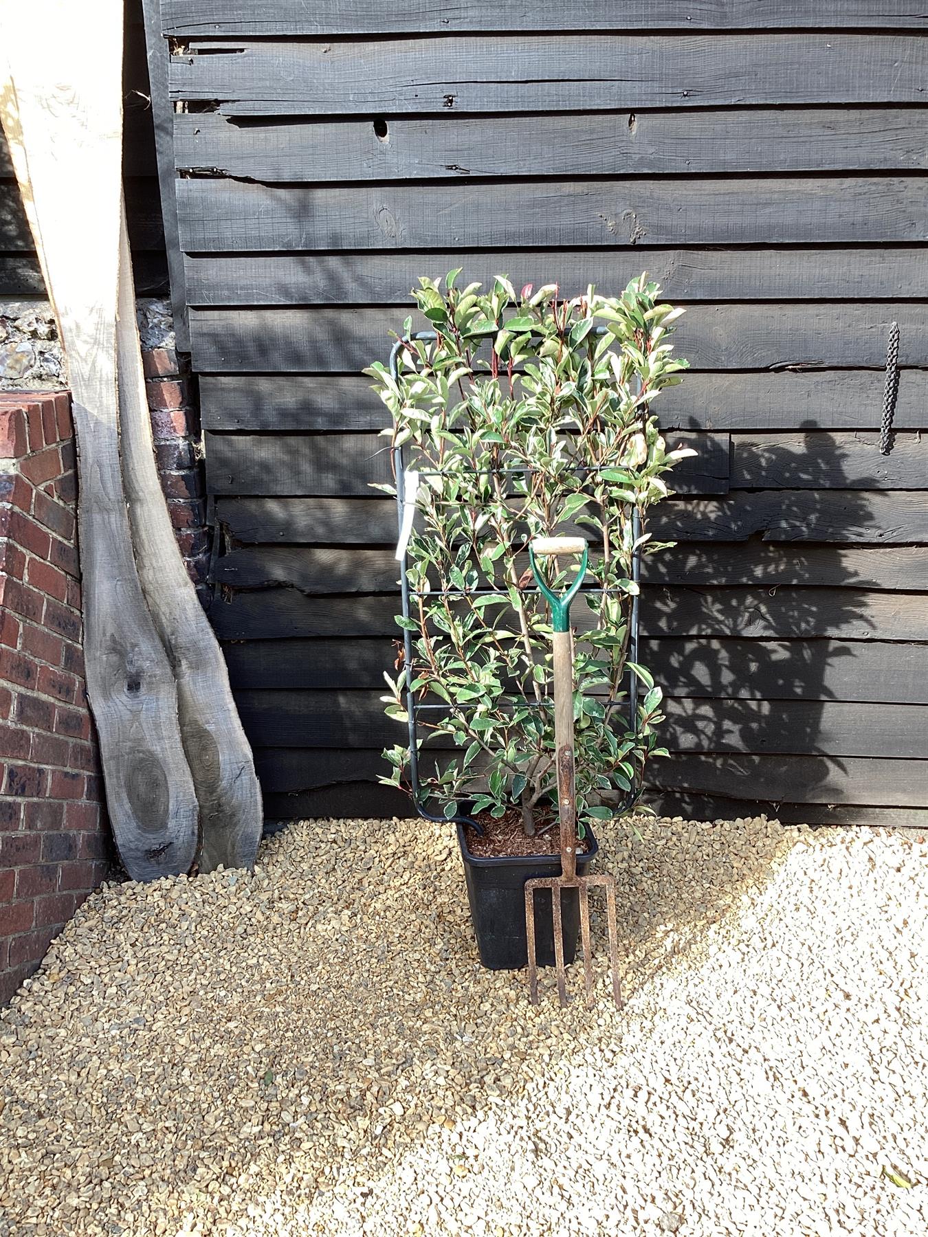 Photinia Pink Marble ('Cassini') | Christmas Berry Pink Marble - Half Frame - 140-150cm, 20lt