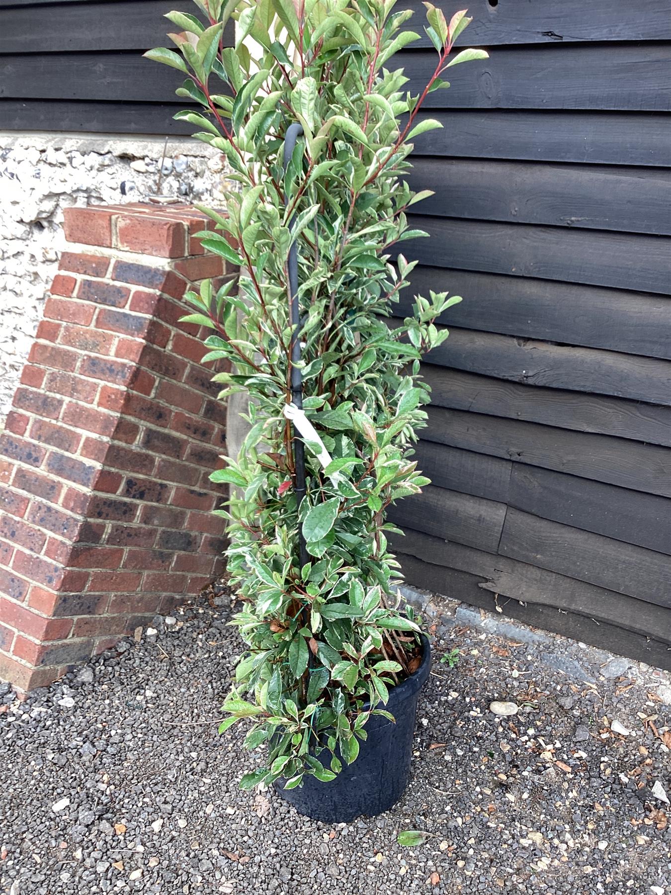 Photinia Pink Marble ('Cassini') | Christmas Berry Pink Marble - Frame - 200-210cm, 55lt