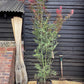 Acer palmatum 'Sumi-nagashi' | Japanese maple 'Sumi-nagashi' - 220-230cm, 35lt