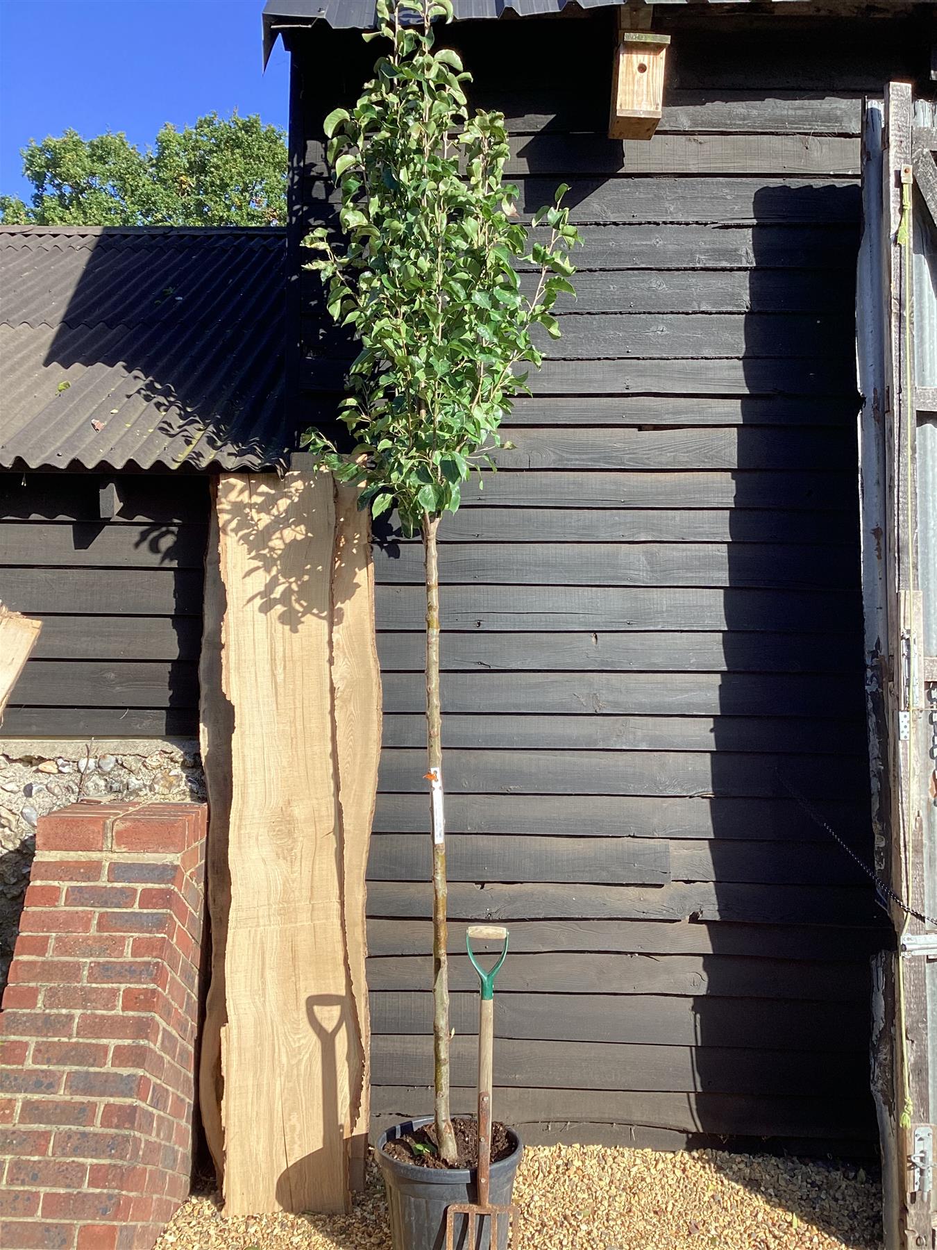 Orendel Tree How to Prune a Young Apple Tree? – Arundel Arboretum