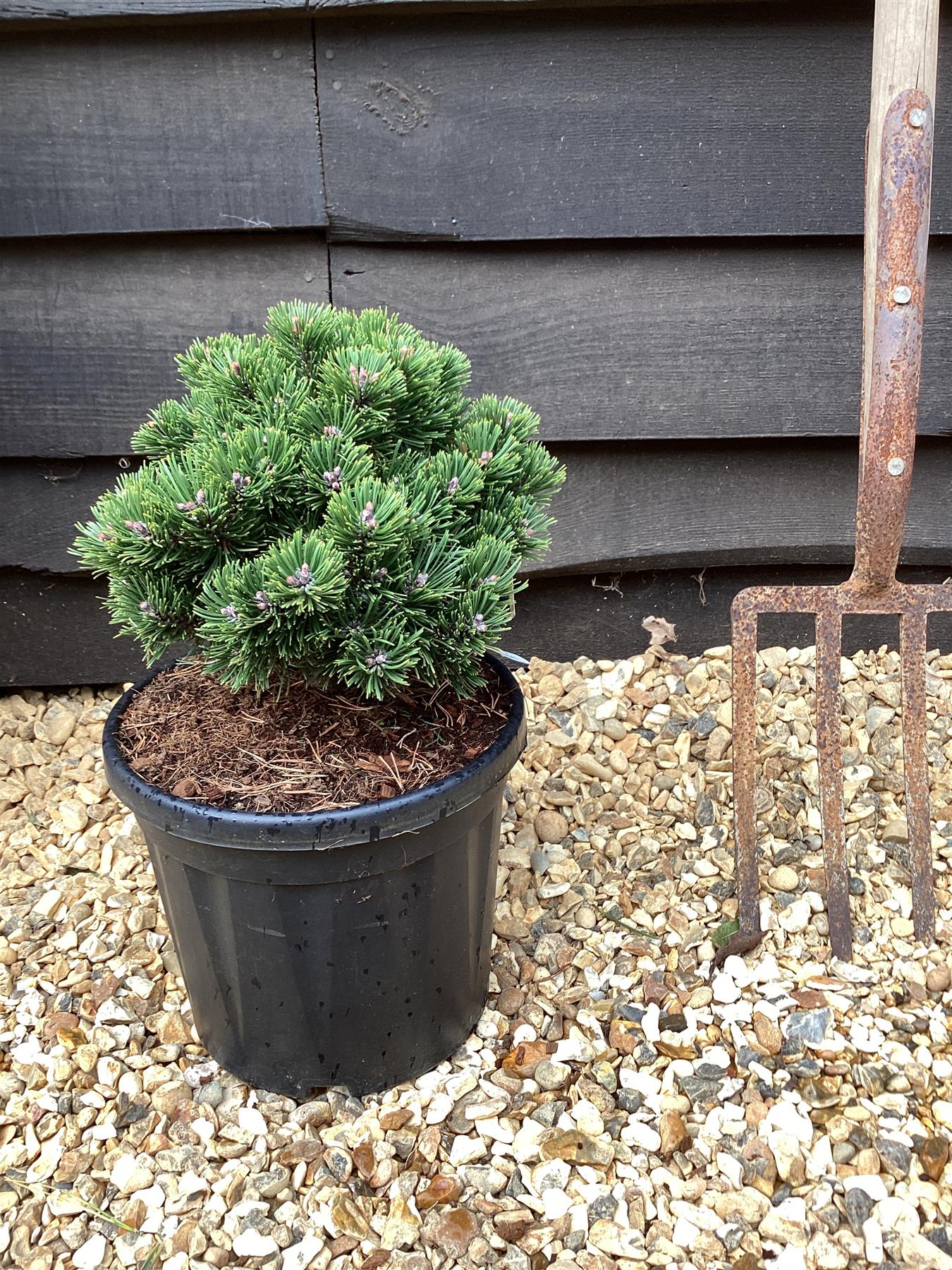 Pinus mugo 'Sherwood Compact' - 50-60cm, 10lt