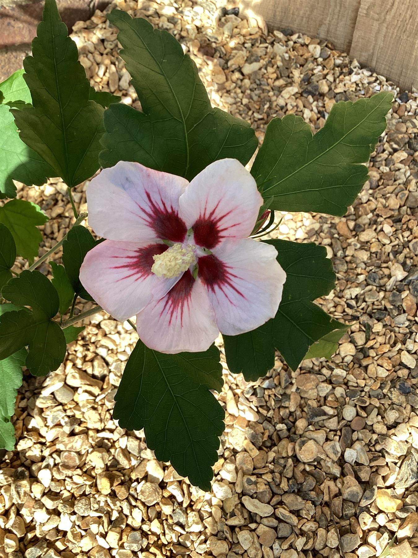 Hibiscus syriacus 'Hamabo' - 50-60cm, 3lt
