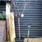 Cherry tree 'Picota' | Prunus avium - Girth 18-20cm - 220-240cm - 50lt