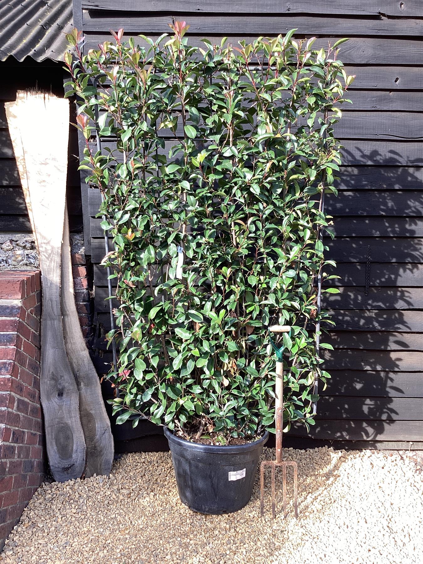 Photinia Red Robin | Christmas berry 'Little Red Robin' - Frame - 220-230cm, 70lt