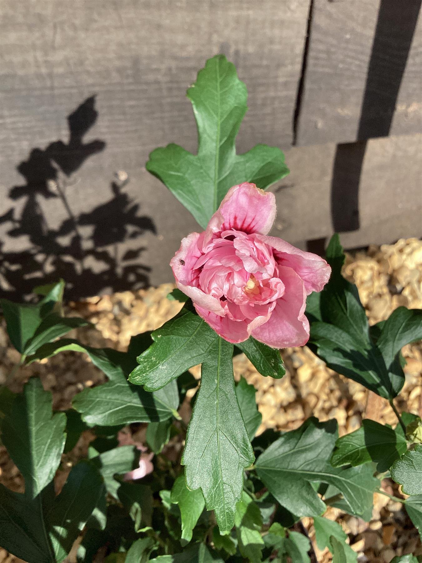 Hibiscus syriacus 'Leopoldii' | Rose of Sharon 'Leopoldii' - 50-60cm, 3lt