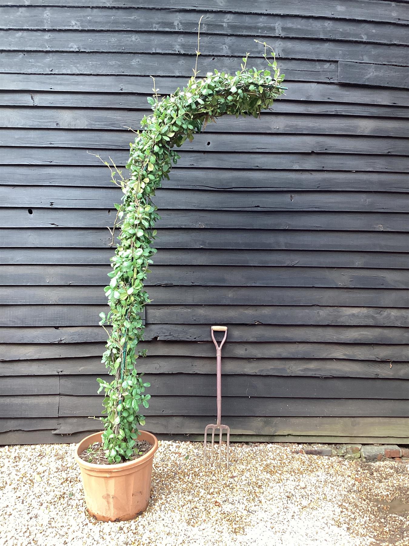 Trachelospermum jasminoides | Chinese Jasmine - Arch - 270cm, 55lt