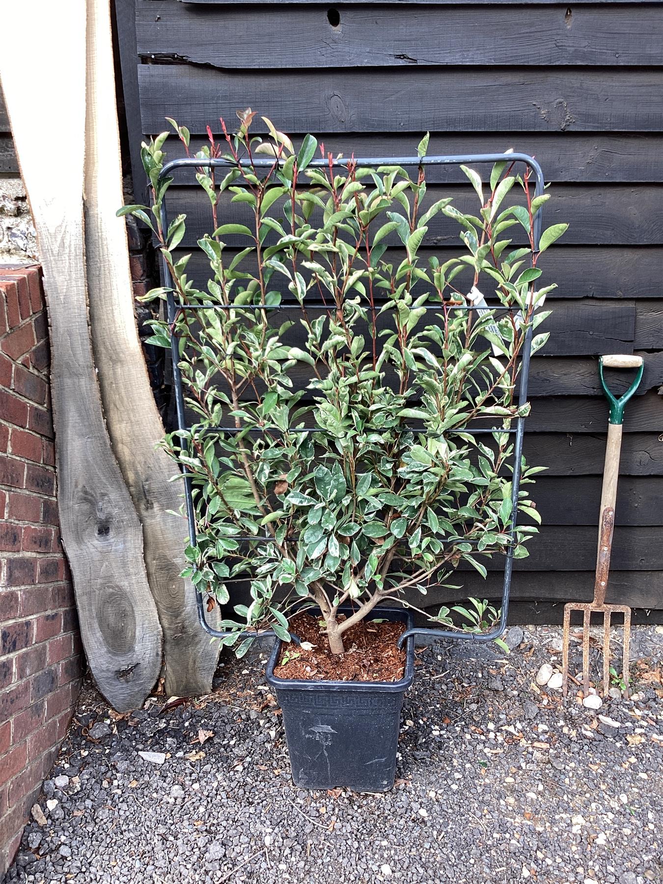 Photinia Pink Marble ('Cassini') | Christmas Berry Pink Marble - Half Frame - 150-160cm, 30lt