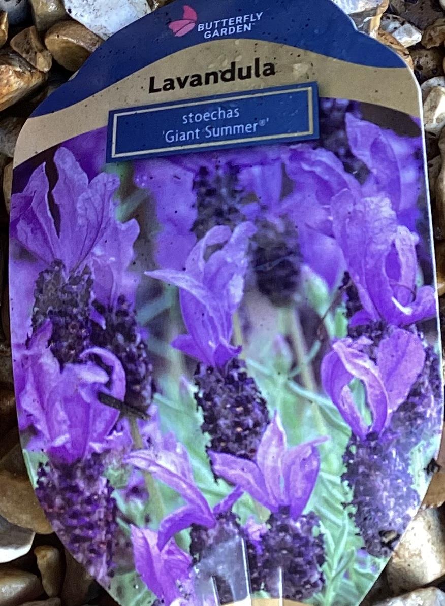 Lavender 'Hidcote Giant' - 10-30cm, 2lt