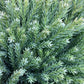 Cryptomeria japonica | Japanese Cedar - Half Standard - 145 cm