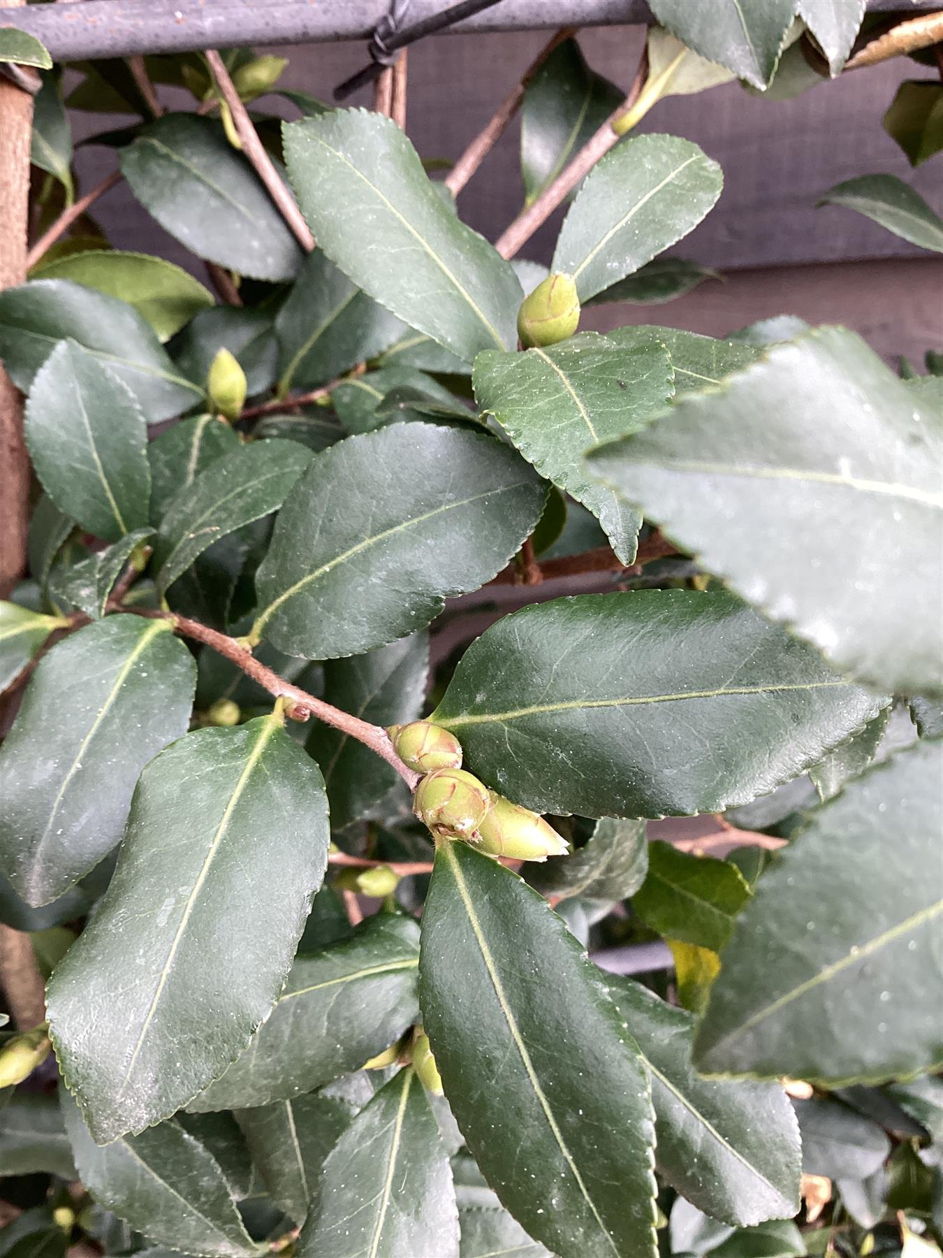 Camellia sasanqua - Frame - 150-160cm, 45lt