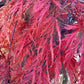 Acer palmatum 'Inaba-shidare' (Japanese maple) - 33lt