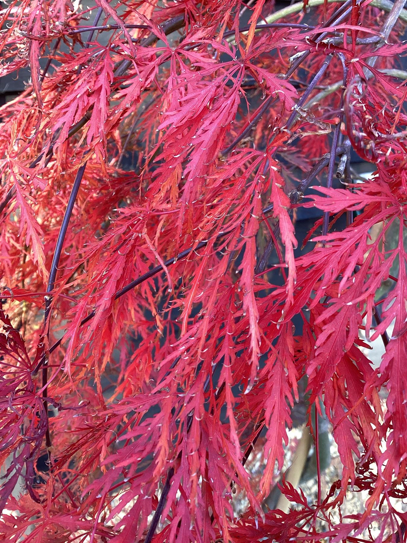 Acer palmatum 'Inaba-shidare' (Japanese maple) - 33lt