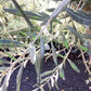 Olive Tree | Olea Europea 1/2 Std Girth 54cm - 255-265cm, 160lt