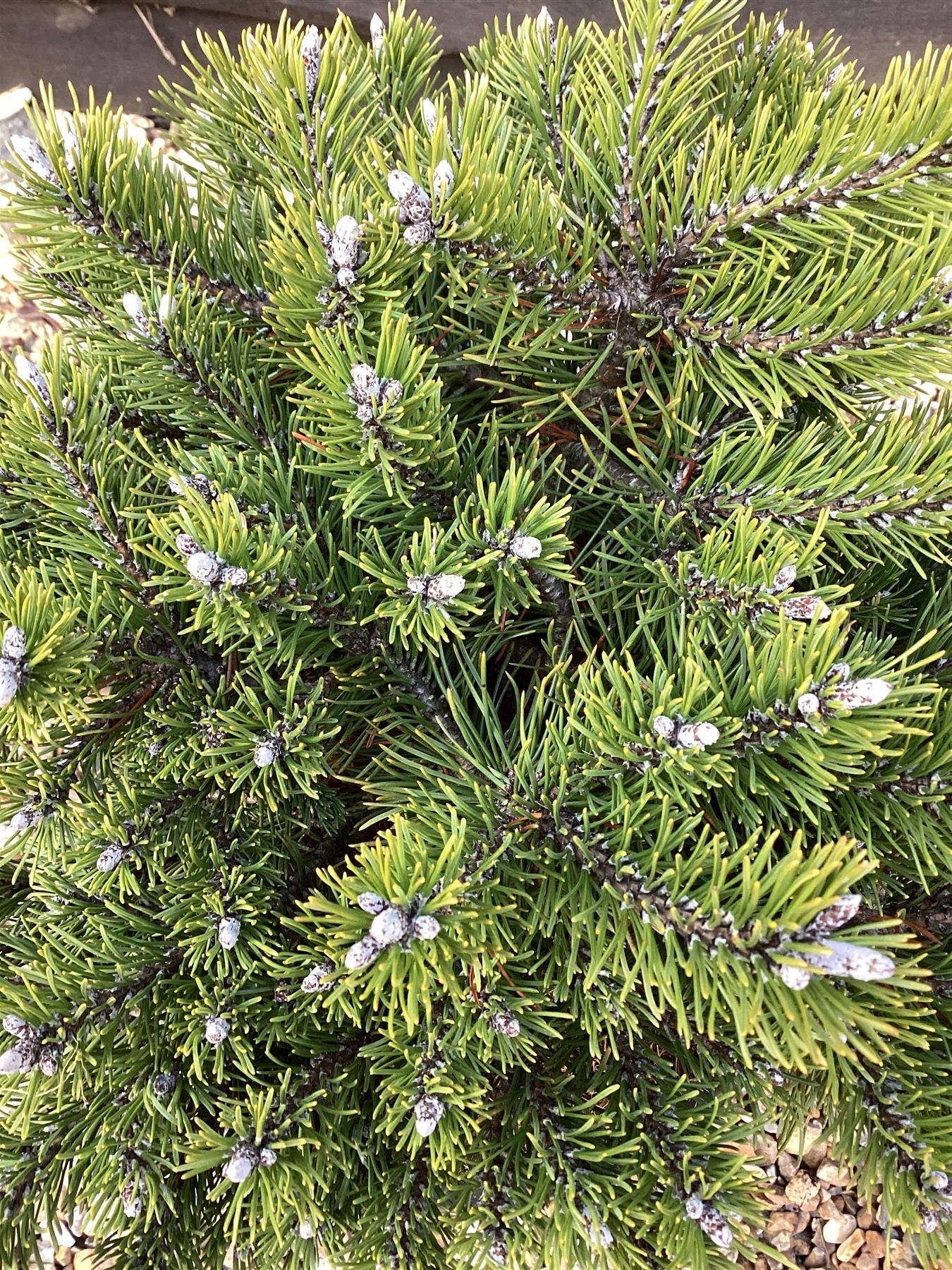 Pinus mugo Klostergrun | dwarf mountain pine 'Klosterkötter' - Height 45cm - Width 25-30cm - 8lt