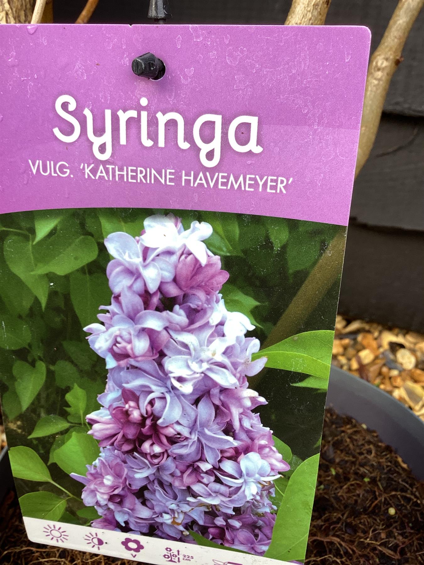 Syringa vulgaris 'Katherine Havemeyer' - 90-110cm, 5lt