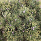 Pinus mugo Klostergrun | dwarf mountain pine 'Klosterkötter' - Clear Stem - 100cm - 15lt
