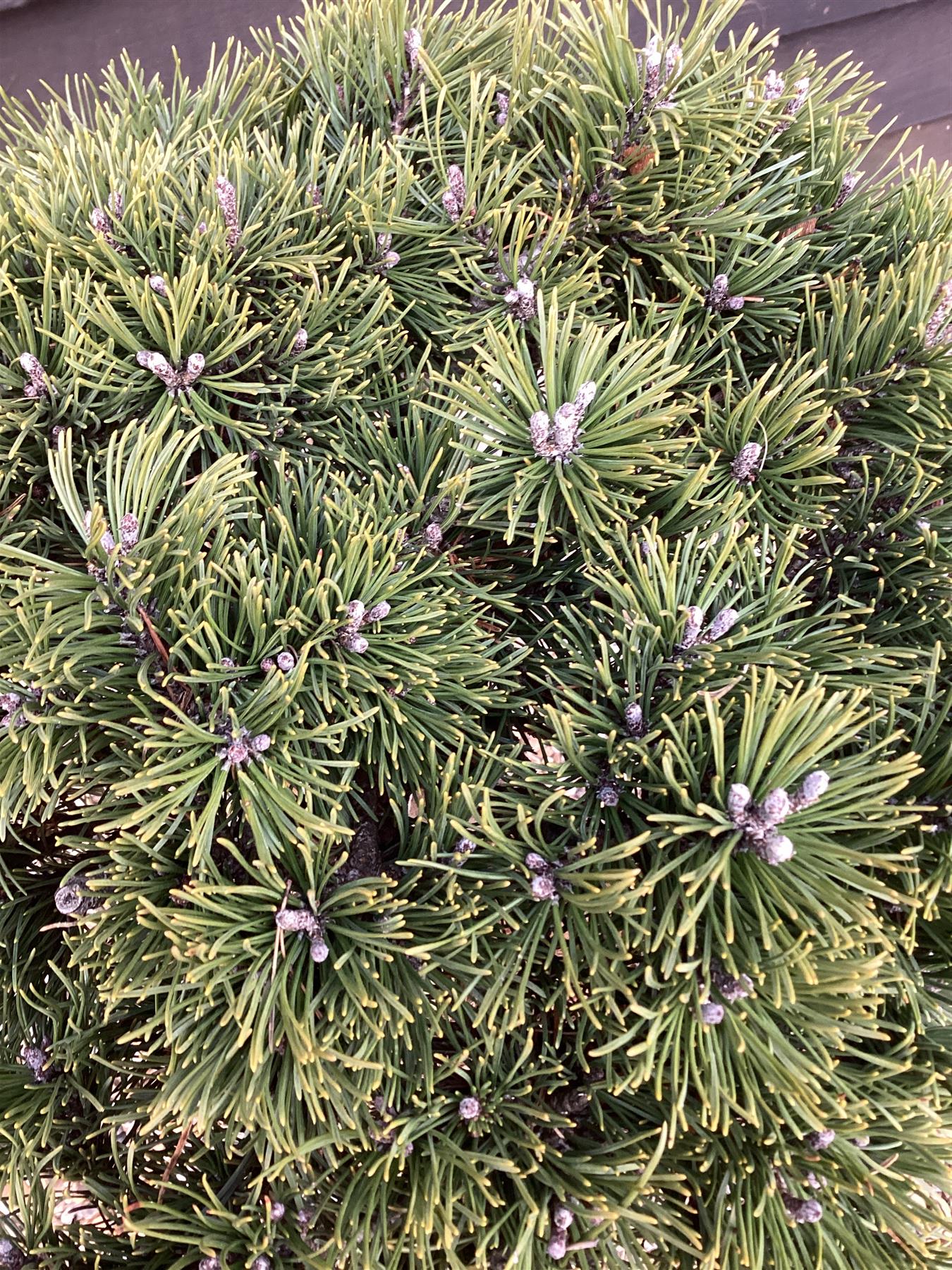 Pinus mugo Klostergrun | dwarf mountain pine 'Klosterkötter' - Clear Stem - 100cm - 15lt