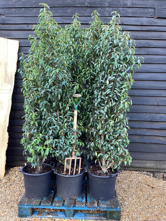 6 x Prunus lusitanica 'Angustifolia' - 200-220cm - 35lt