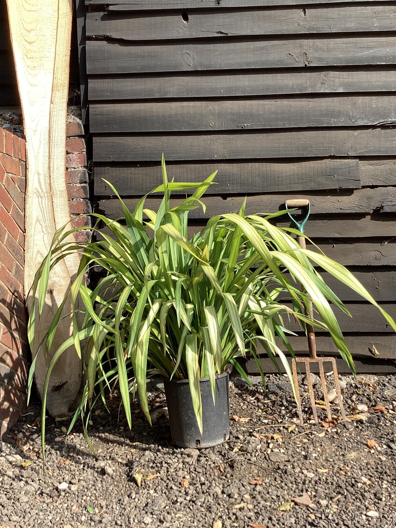 Phormium Yellow Wave | New Zealand Flex 'Yellow Wave' - 90-120cm, 10lt