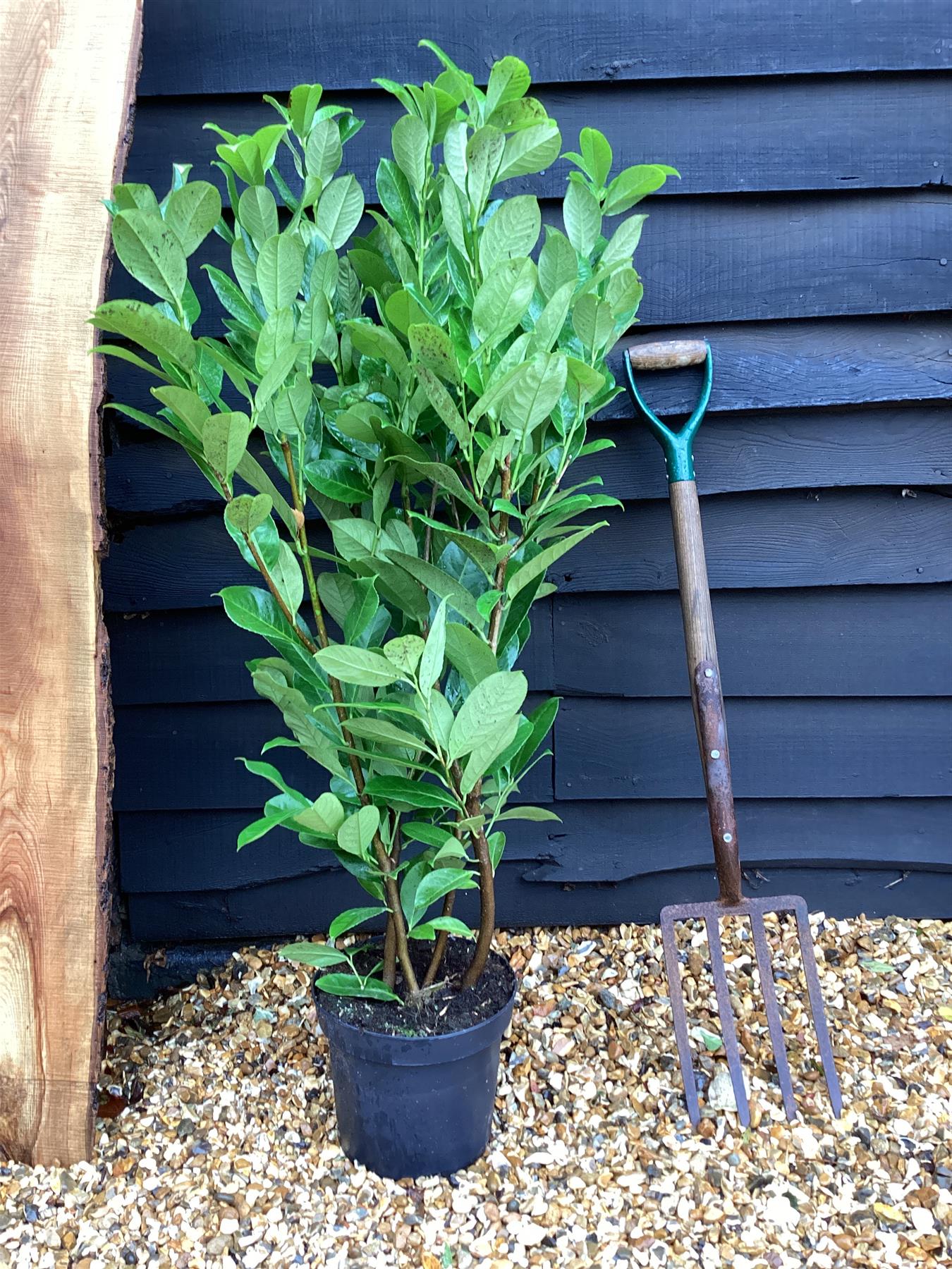 Cherry Laurel 'Rotundifolia' - 120-130cm, 7lt