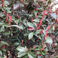 Photinia 'Carre Rouge' | Christmas berry 'Carre Rouge' - Multistem - 230-240cm - 90lt