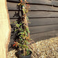 Trachelospermum asiaticum 'Pink Showers' - 40-60cm, 2lt