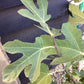 Fig - Ficus carica 'Brown Turkey' - 50-70cm, 18lt