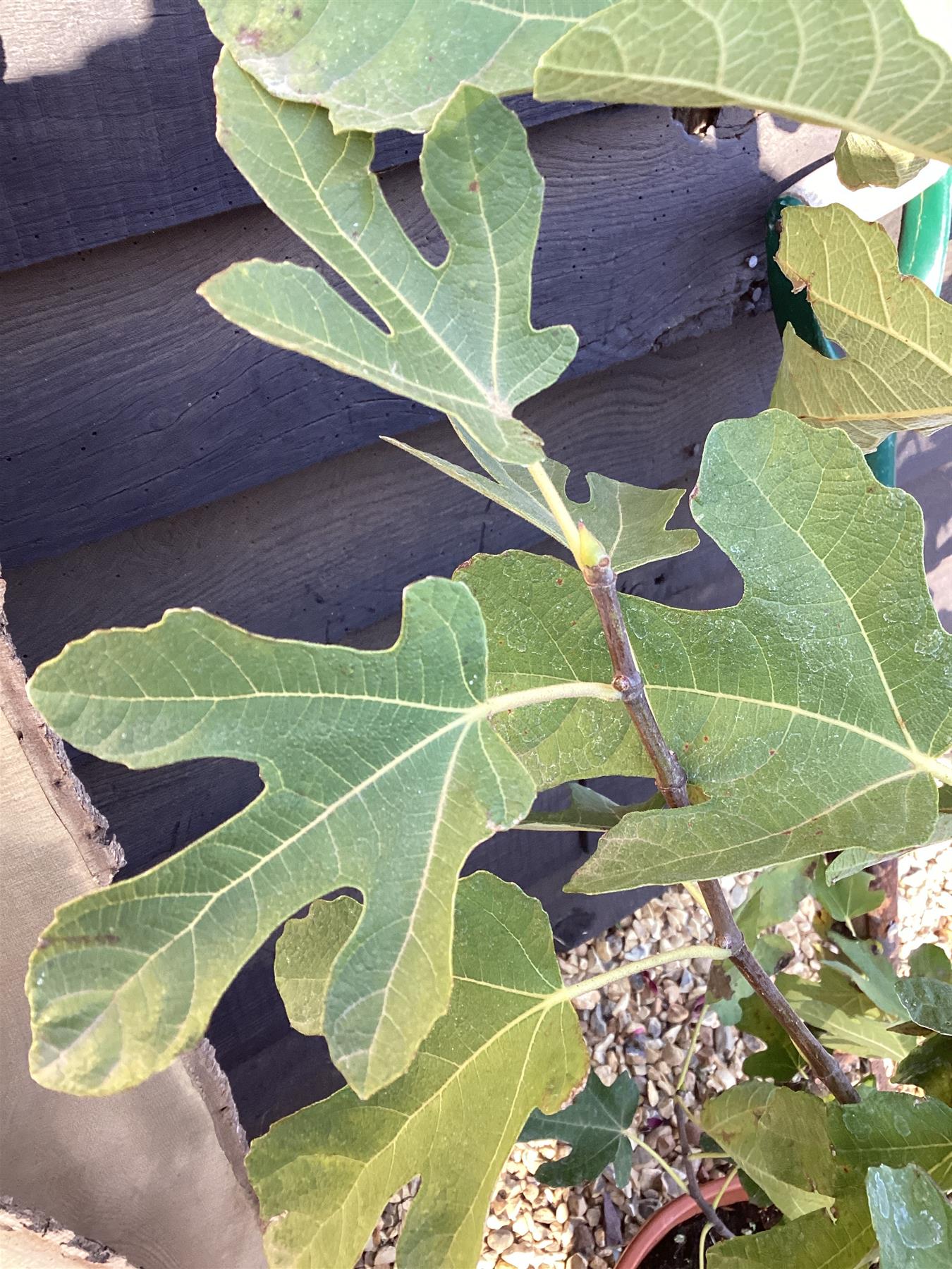 Fig - Ficus carica 'Brown Turkey' - 50-70cm, 18lt