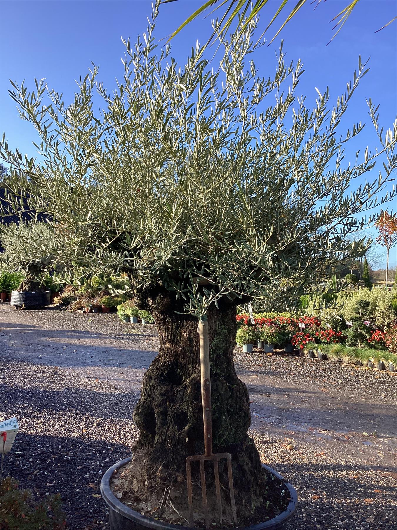Olive Tree | Olea Europea 1/2 Std Crown - 200-210cm, 400lt