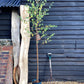 Betula pendula | Silver Birch 1/2 std Clear Stem - 120-150cm, 10lt