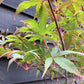 Acer palmatum 'Beni-otake' | Japanese maple 'Beni-otake' - 150-200cm, 10lt