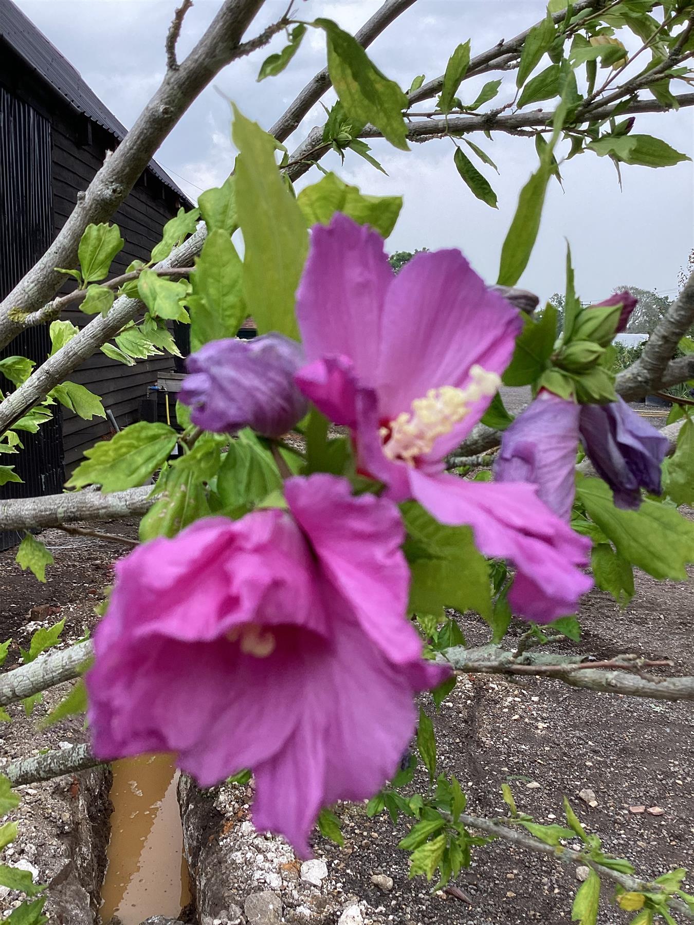 Hibiscus Tree 1/2 std | Rose of Sharon Clear Stem - 250-300cm, 50lt