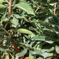Arbutus unedo | Strawberry Tree - Girth 10-12cm - 170-200cm - 45lt