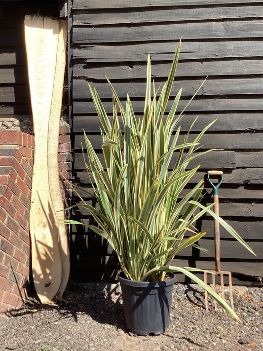 Phormium tenax 'Variegatum' | Variegated New Zealand Flax - 100-130cm, 25lt