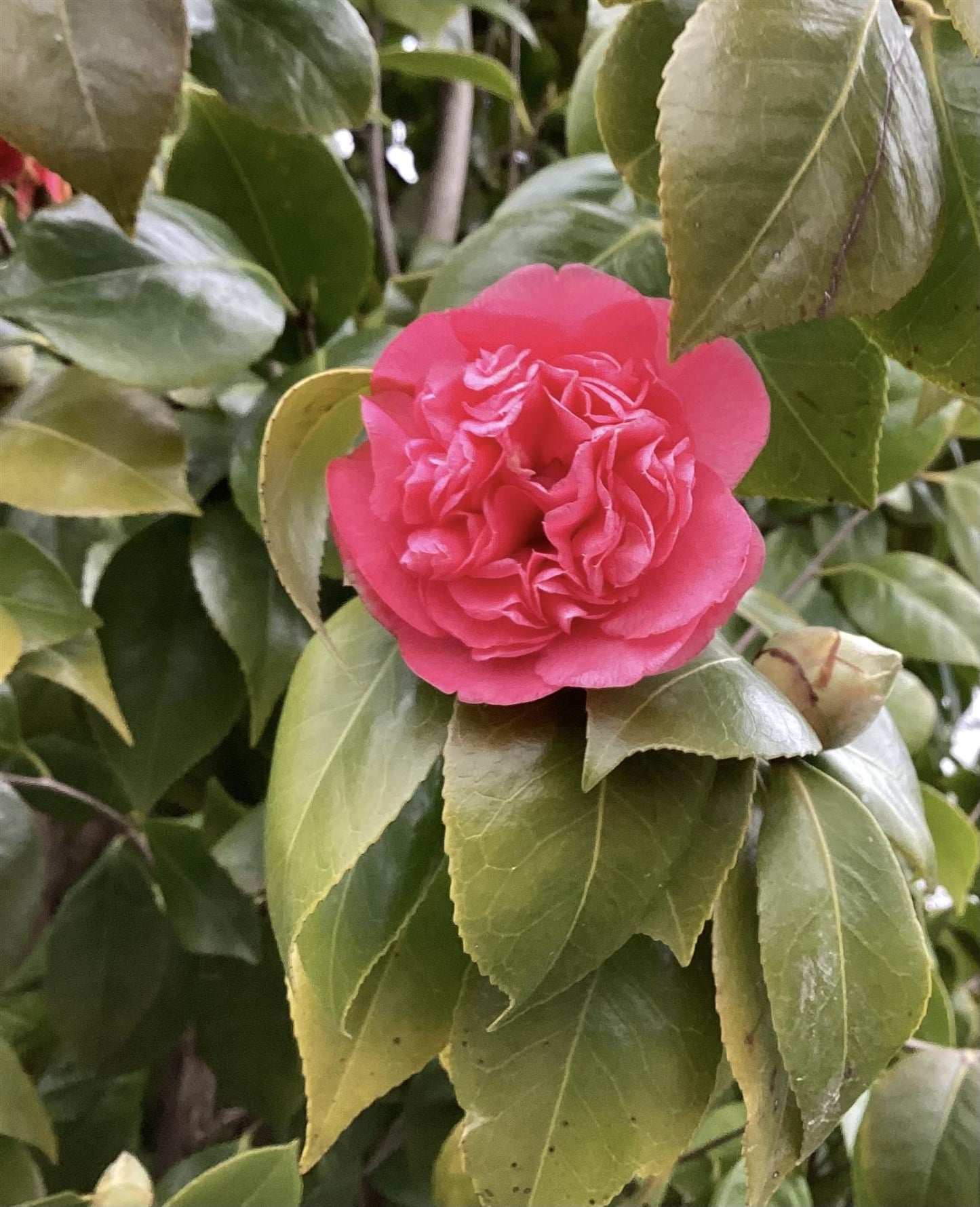 Camellia Japonica 'Fungo' | Japanese Camellia - 190cm -110lt